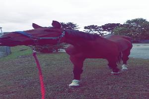 Clinique Equine Champ Perier Selarl