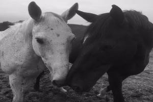 Lienasson Diane veterinaire equin