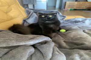 Clinique Vétérinaire Peninsula