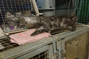 Clinique vétérinaire de la Varenne