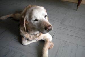 Cabinet Vétérinaire de L'aérodrome