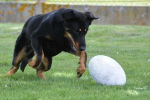 Clinique Veterinaire St Roch