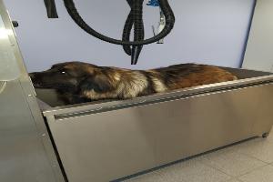 Clinique Vétérinaire Frérard
