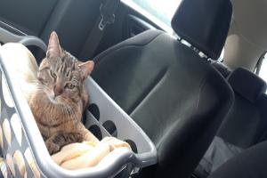 Clinique Vétérinaires L'Hôte Lenoir Guérin