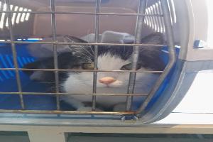 Clinique Vétèrinaire Pyramide