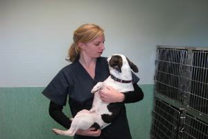 CLINIQUE VETERINAIRE DU DR DALSTEIN