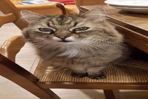 Clinique vétérinaire des Bayles