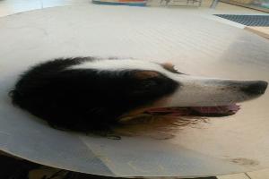 Clinique Vétérinaire des 3 Rivières