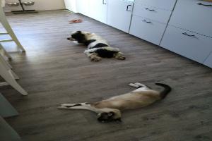 CLINIQUE VETERINAIRE DES DUNES