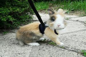 Clinique Vétérinaire des Perrière