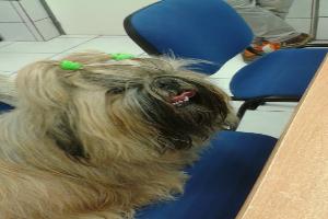 Clinique Veterinaire Des Alizes