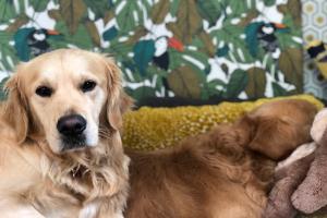 Clinique vétérinaire PROXIVET CHIEN CHAT