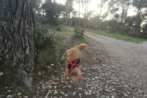 Buysschaert Caffa Anne Jacqueline