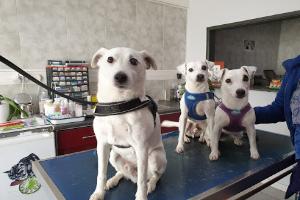 Clinique vétérinaire de Jouy en Josas