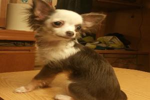 Ossona-Mondon et Roullet