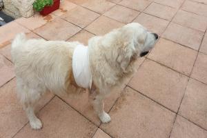 Clinique vétérinaire Saint-Denis