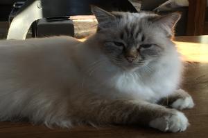 CABINET VETERINAIRE CELESTE des Drs Audoin et Etienne