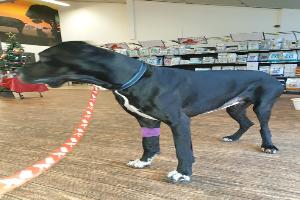 groupe vétérinaire des 2 vallées