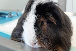 Clinique veterinaire de Poix Terron