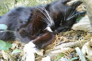 Clinique Vétérinaire des Drs ETIENNE - DOYEN