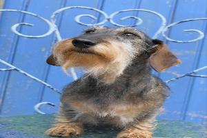 CLINIQUE VETERINAIRE ST AVERTIN