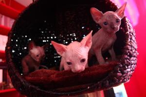 Clinique Vétérinaire Rive Ouest