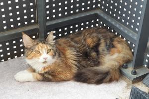 Clinique Veterinaire Des 2 Fleuves