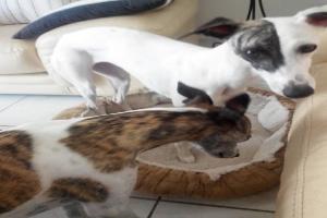 Clinique Veterinaire du Herpin