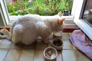 Clinique Vétérinaire Seinevet Boos