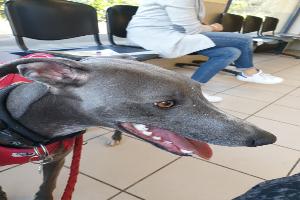 Clinique Vétérinaire la Croix des Pyrénées