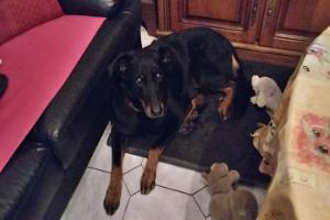 Cabinet veterinaire de Dr MAITRE