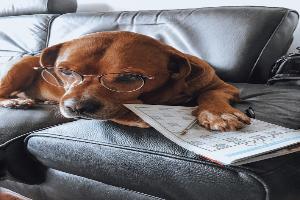 Clinique vétérinaire du Moulin à vent