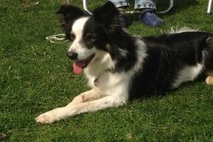 Clinique vétérinaire des plages de Saint-Tropez