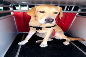 CLINIQUE VETERINAIRE DU CANIGO - Drs BINET/ MARTY / PAGNON