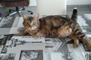 CABINET VETERINAIRE SOUILLY