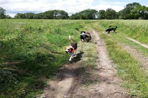 Clinique Veterinaire Montlouis