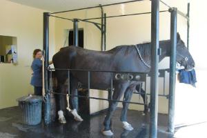 SELARL Vétérinaires Gaëtan Gaullier - Vétérinaires Equins