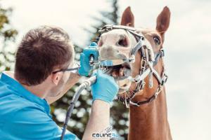 Equinerj - Dentisterie équine • Rémi Julien