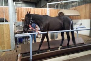 Clinique Vétérinaire Equine Valère