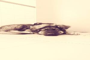 CLINIQUE VETERINAIRE DE LAVALETTE