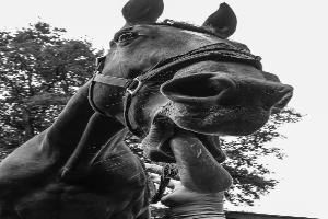 Victoire de Moustier vétérinaire-ostéopathie-acupuncture