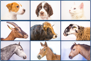 Clinique Véterinaire des Chambons