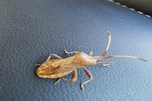 Clinique vétérinaire des Fauvettes