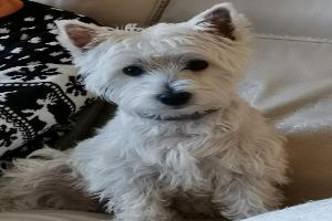 Clinique Vétérinaire M'vet