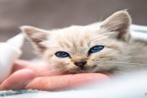 clinique veterinaire patte de velours