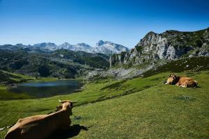 Agrovet Expertise