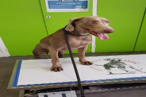 Clinique Veterinaire de l'Aulnaie