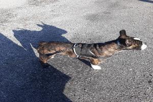 Clinique Vétérinaire Aubel et Duwe