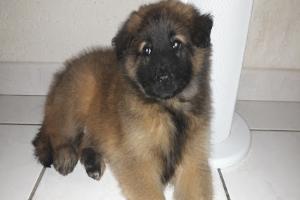 Clinique vétérinaire DEAS des Dr. Pervis-Leguillon-Lallemand