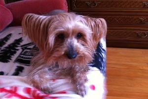 Clinique Vétérinaire du Docteur Van Petegem Janick